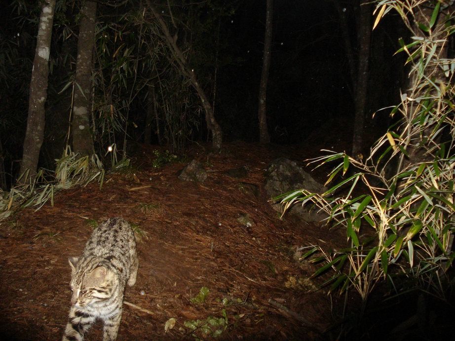 Image of Leopard Cat