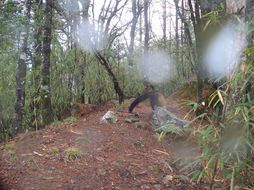 Image of Yellow-throated Marten