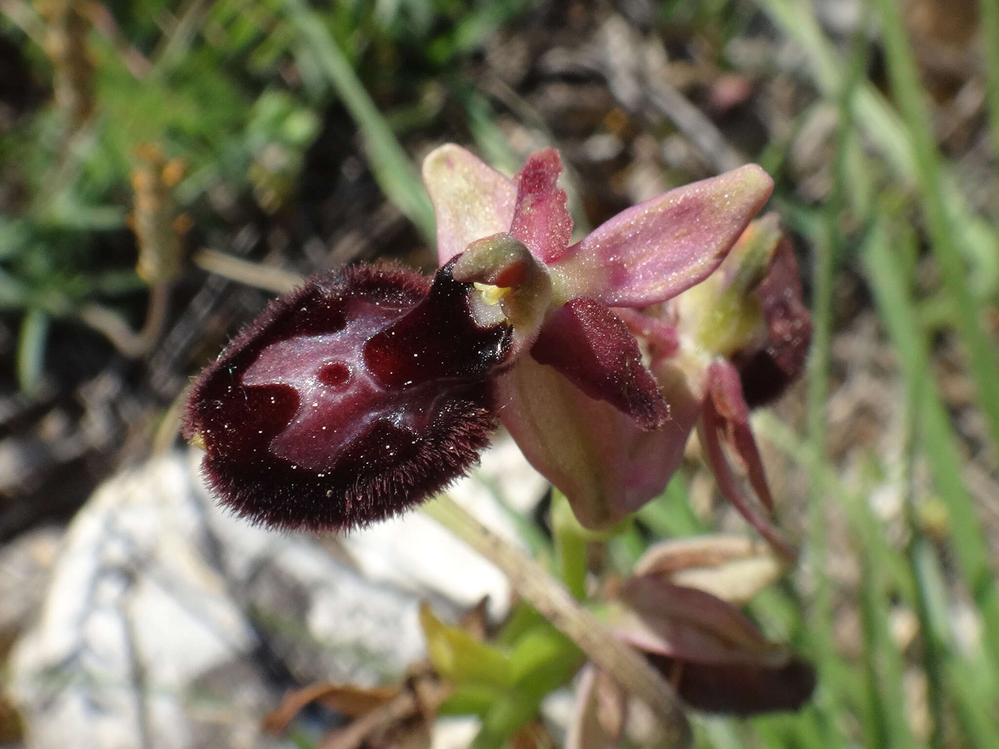 Image de Ophrys lyrata