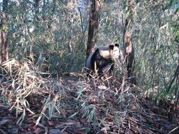 Image of Giant Panda