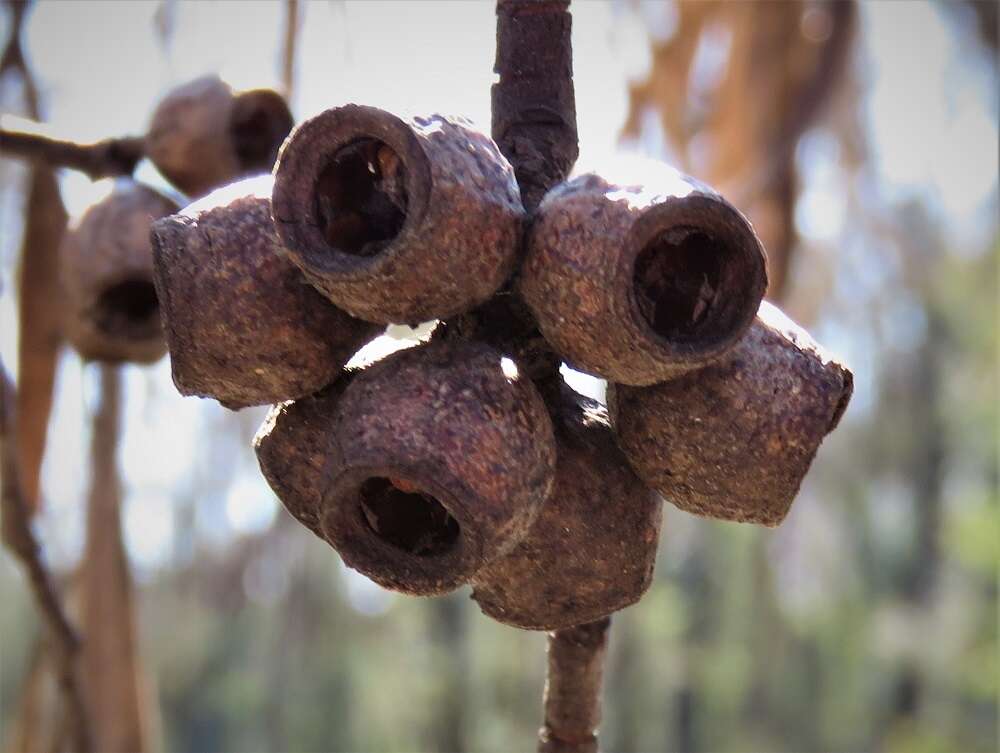 Image of Eucalyptus stricta Sieber ex Spreng.