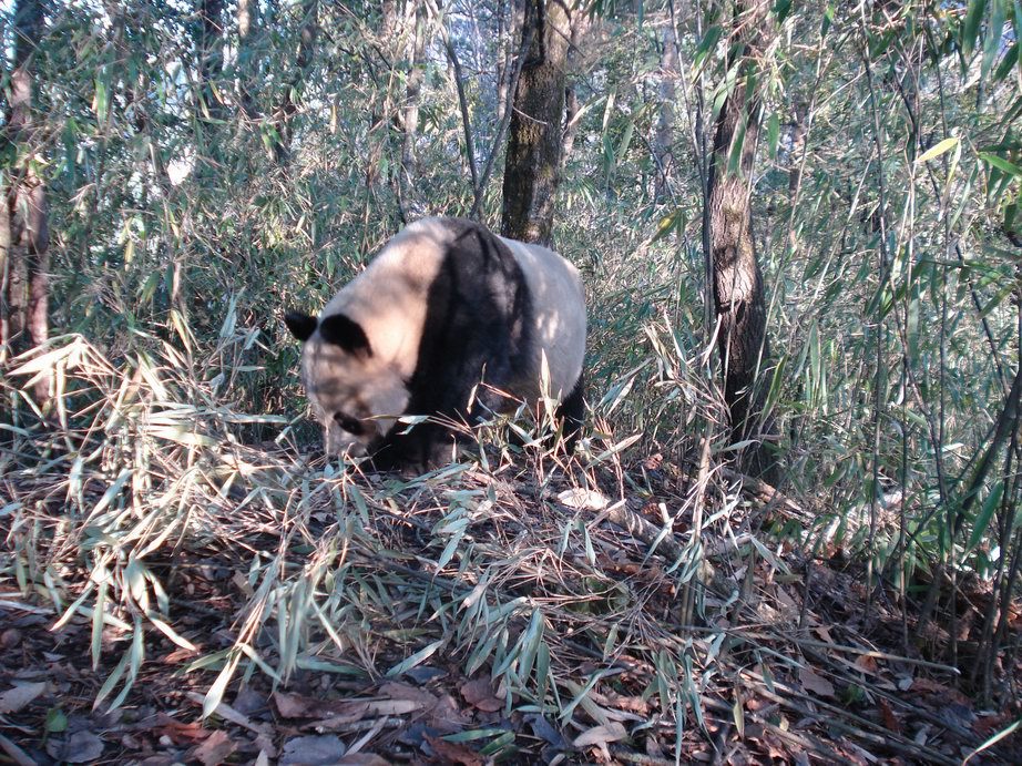 Image of Giant Panda