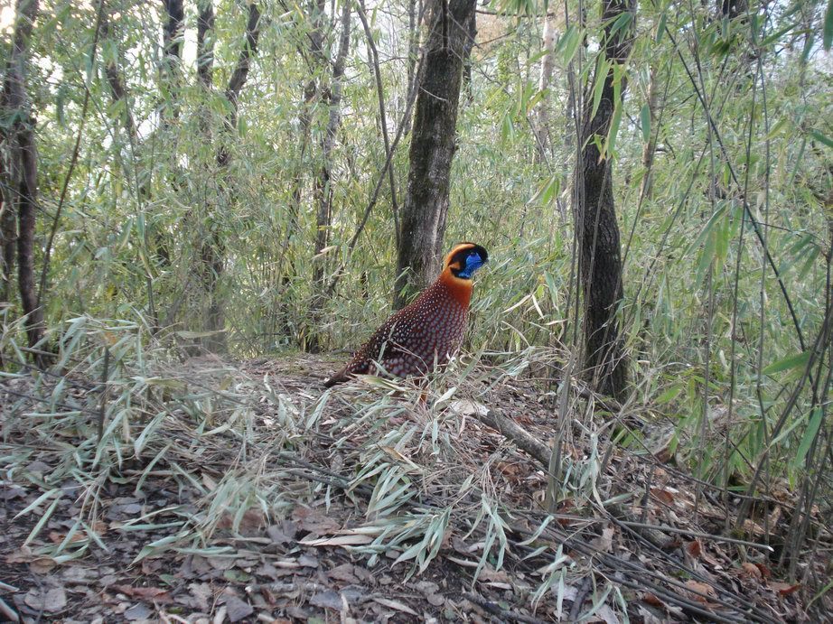 Image of Temminck's Tragopan