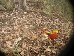 Image of Golden Pheasant