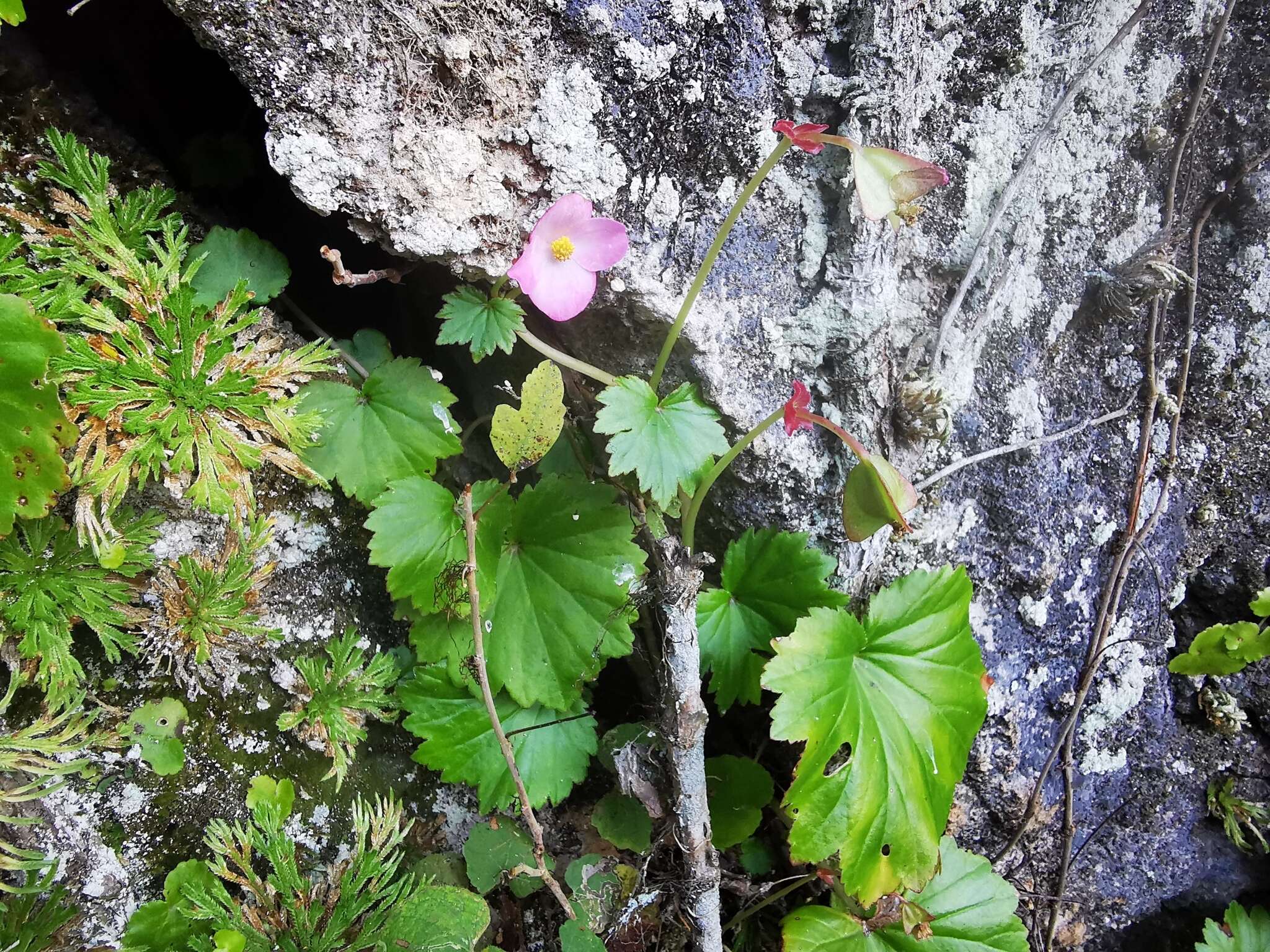 Image of Begonia uniflora S. Watson