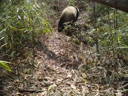 Image of Giant Panda