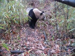 Image of Giant Panda