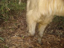 Image of Cattle Chamois