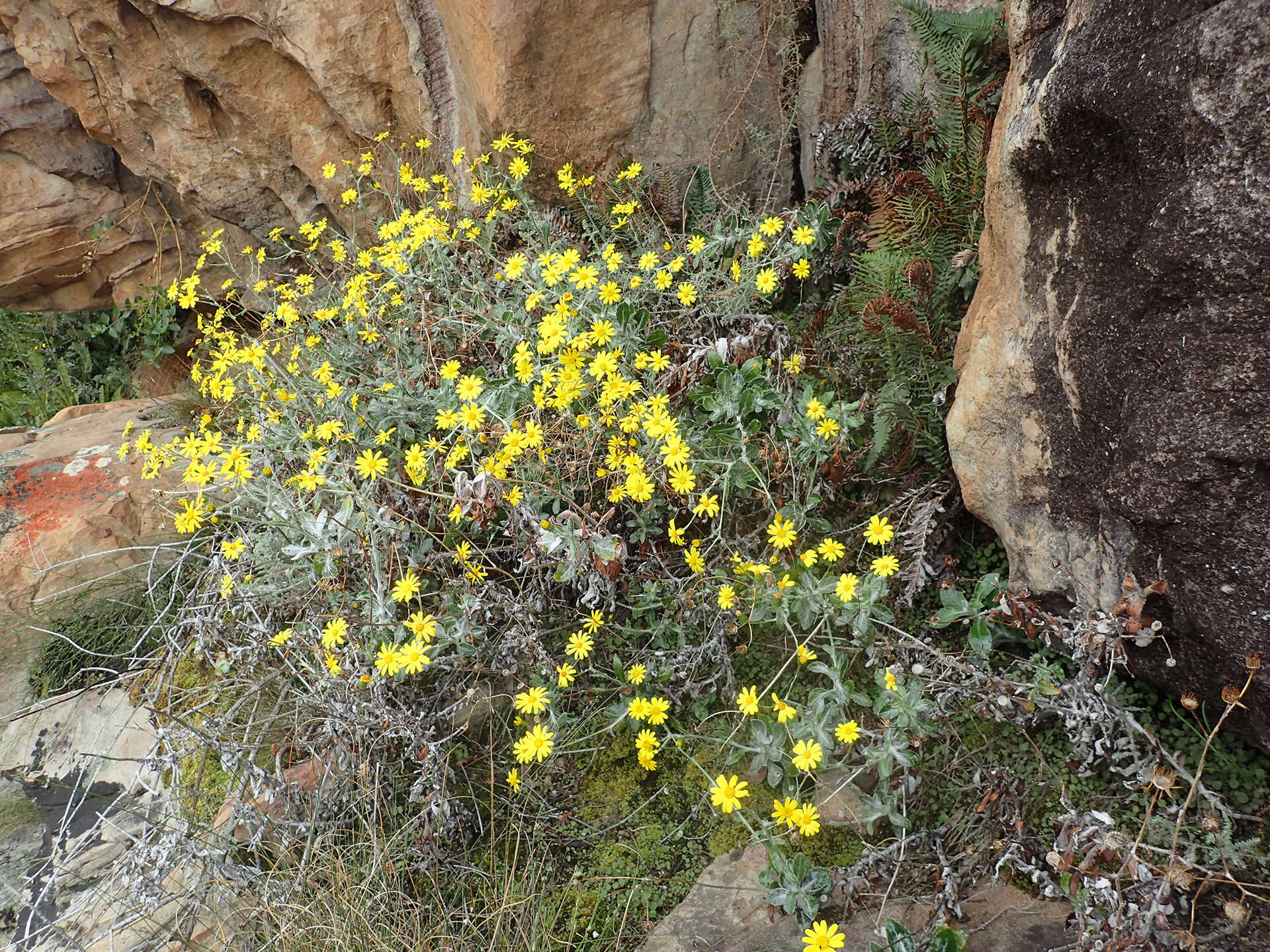 Image of Oresbia heterocarpa Cron & B. Nord.