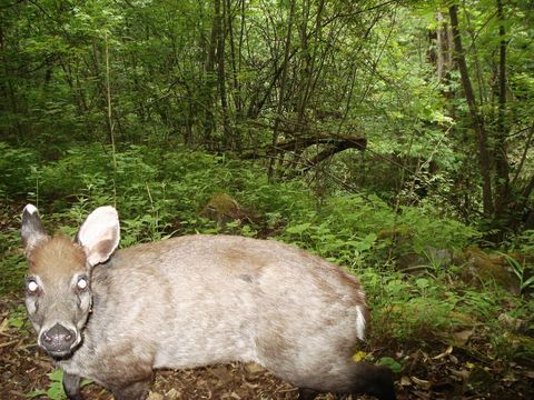 Image of Tufted Deer