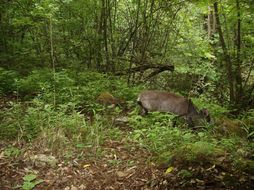 Image of Tufted Deer