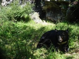 Image of Asiatic black bear