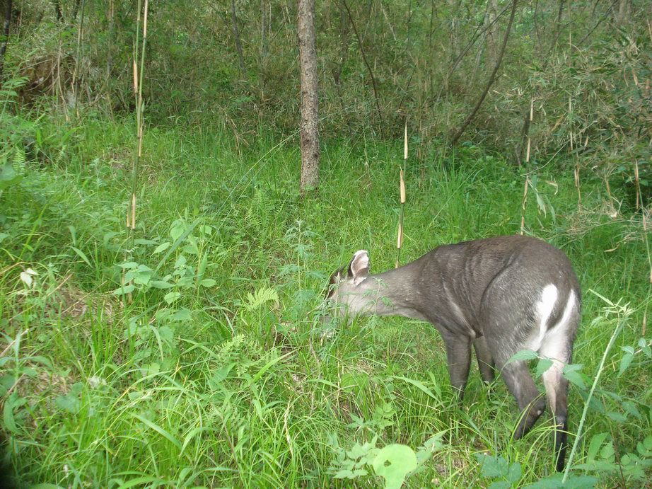 Image of Tufted Deer