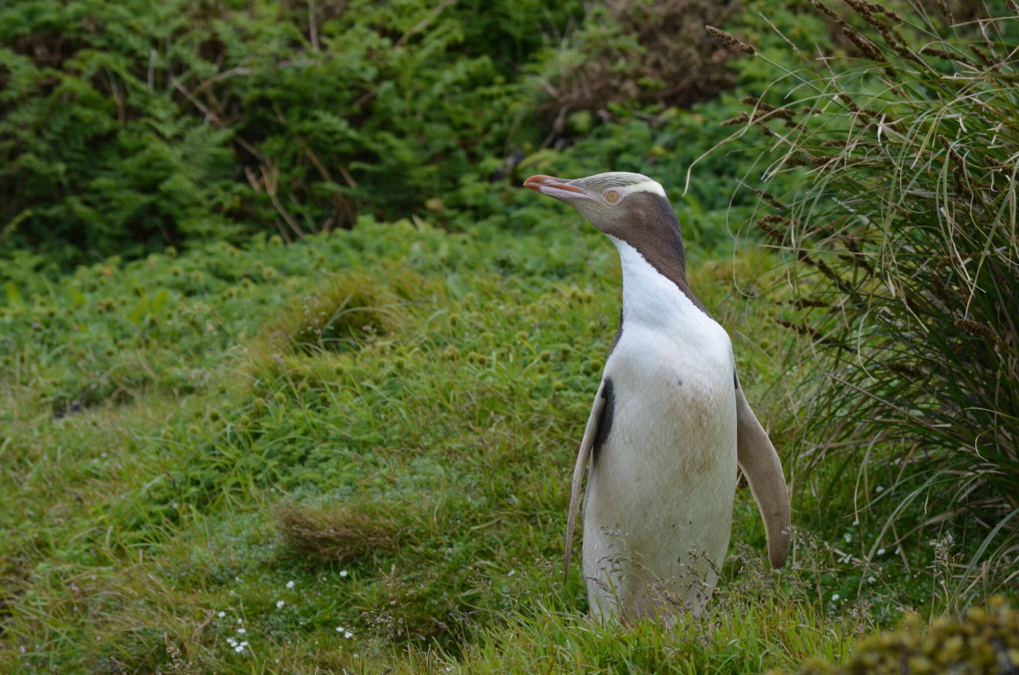 Image of Yellow-eyed Penguins