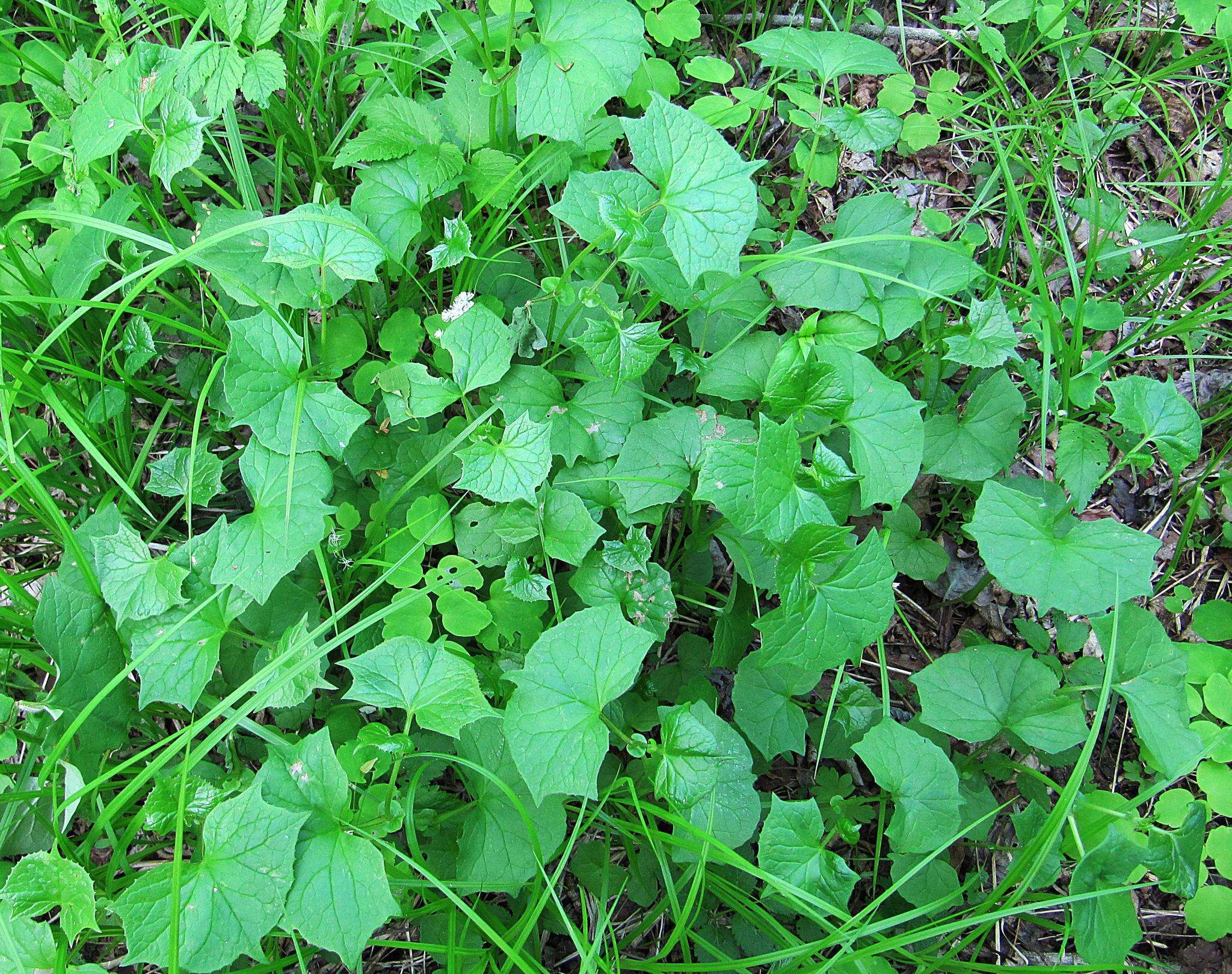 Image of Parasenecio auriculata (DC.) J. R. Grant