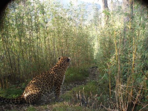 Image of Leopard