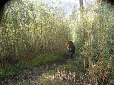 Image of Leopard