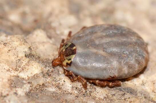 Image of Kangaroo tick