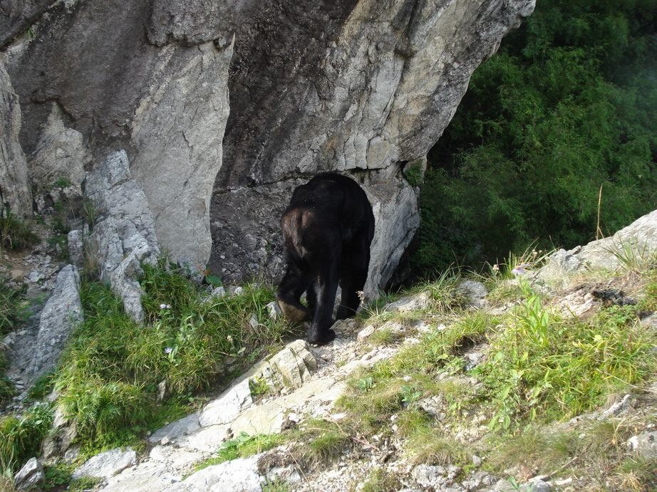 Image of Asiatic black bear