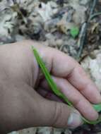 Image of adder's-tongue