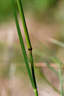 Image of Austrostipa scabra subsp. falcata (Hughes) S. W. L. Jacobs & J. Everett