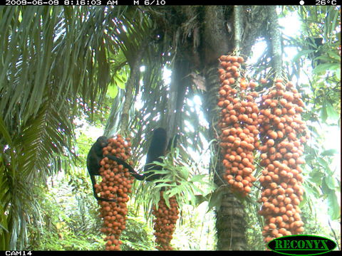 Image of Ecuadorian Mantled Howling Monkey