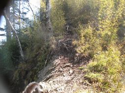 Image of Yellow-throated Marten