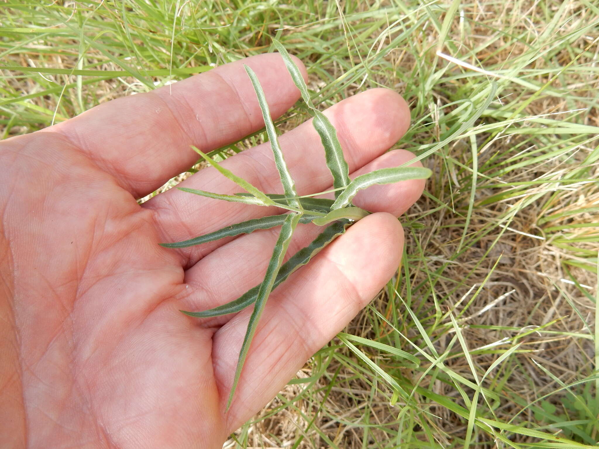 Image of wavyleaf twinevine