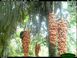 Image of Ecuadorian Mantled Howling Monkey