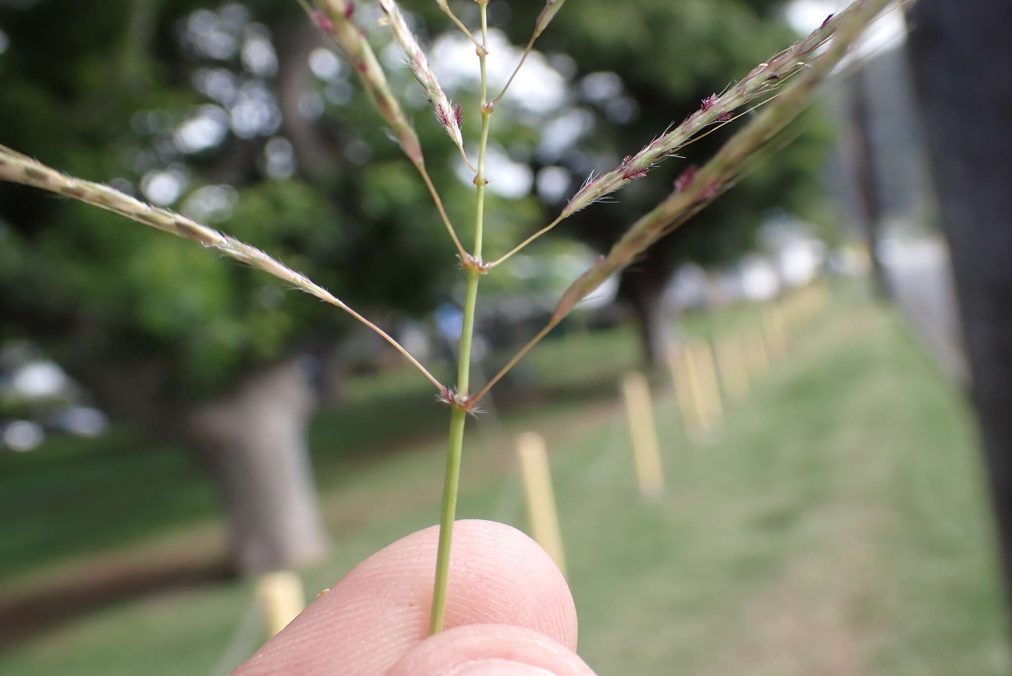 Image de Dichanthium annulatum var. annulatum