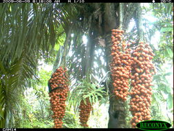 Image of Ecuadorian Mantled Howling Monkey