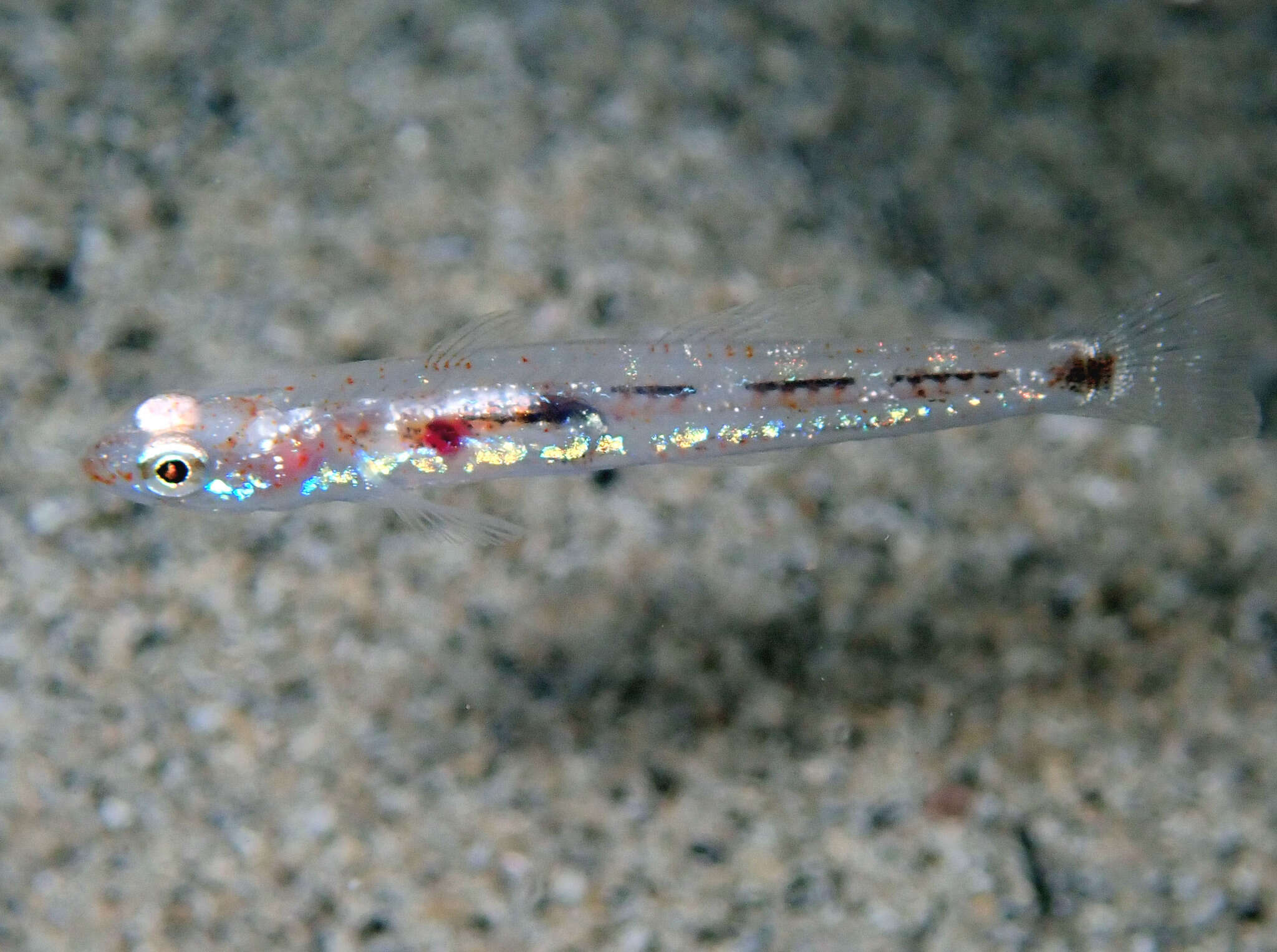 Image of Ferrer's Goby