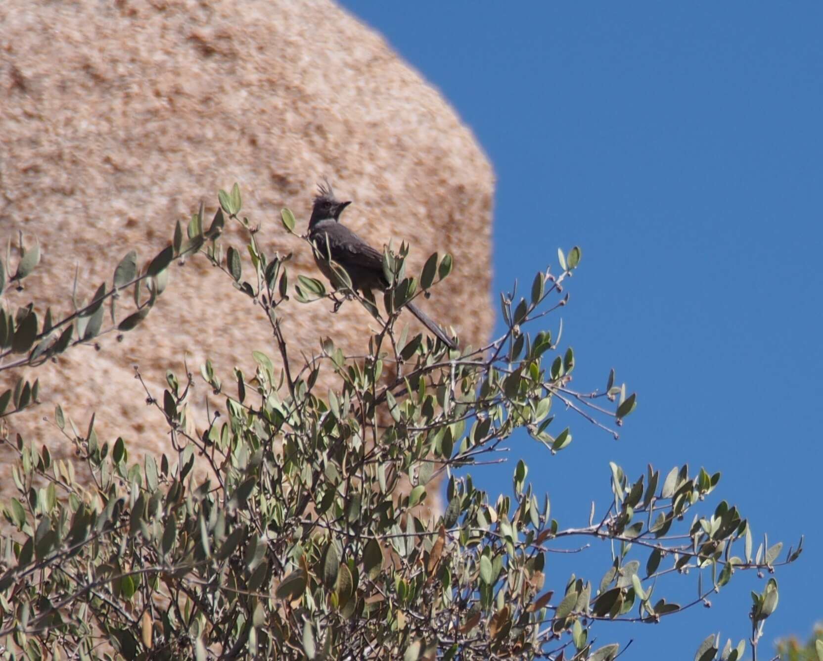 Phainopepla Baird & SF 1858的圖片