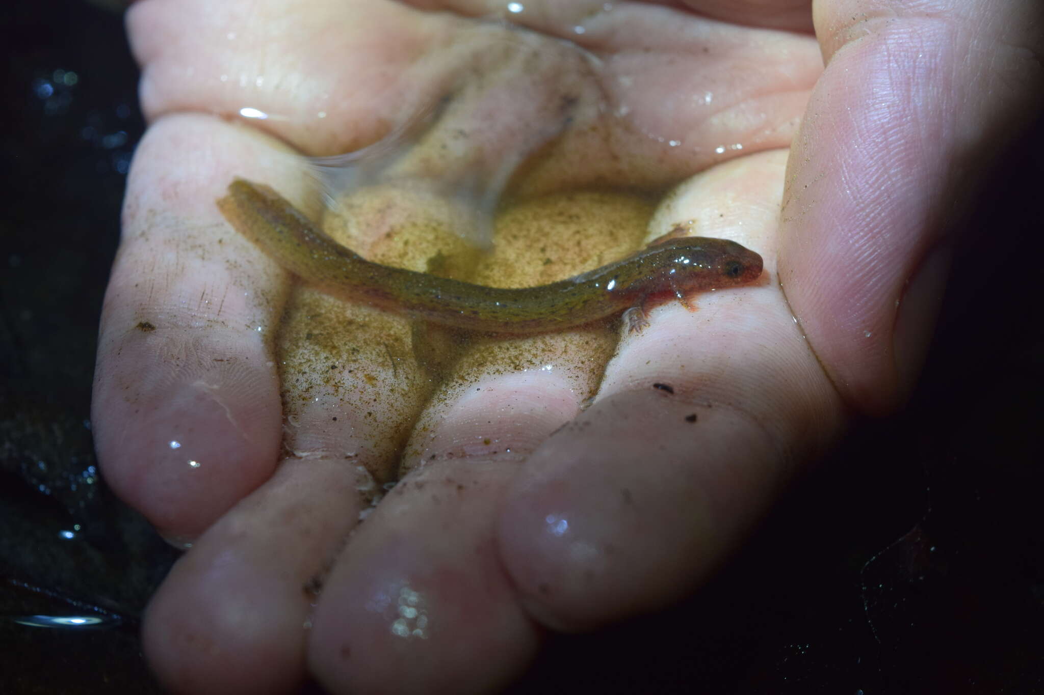 Image of Eastern Mud Salamander