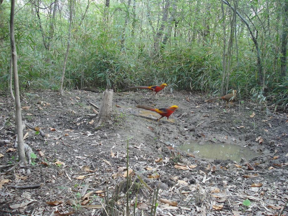 Image of Golden Pheasant