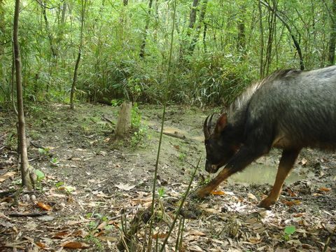 Image of Chinese Serow