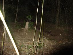 Image of Tawny Owl