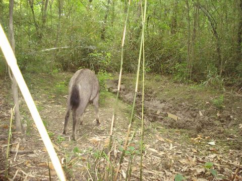 Image of Himalayan Goral