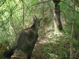 Image of Himalayan Goral