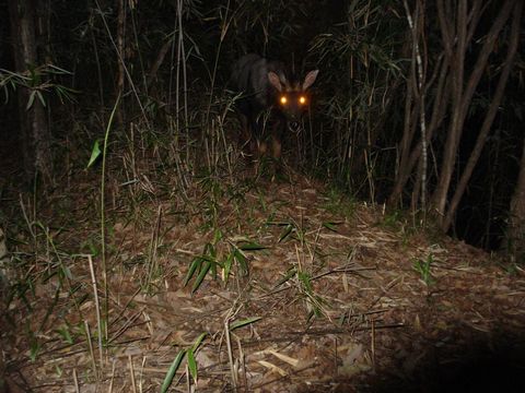 Image of Chinese Serow