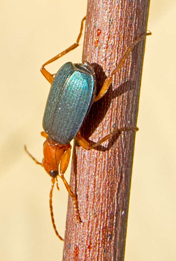 Imagem de Brachinus (Brachinus) ejaculans Fischer von Waldheim 1828