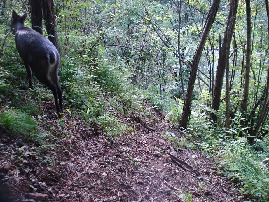 Image of Tufted Deer