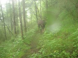 Image of Himalayan Goral