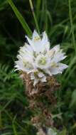 Image of Campanula thyrsoides subsp. carniolica (Sünd.) Podlech