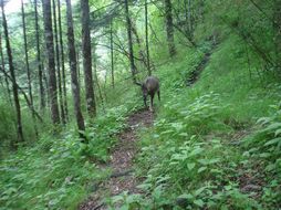 Image of Himalayan Goral