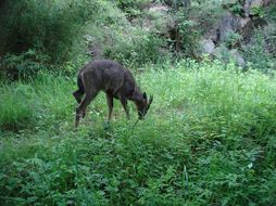 Image of Himalayan Goral