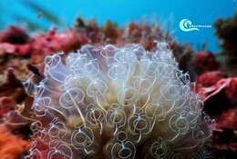 Image of Light-bulb sea squirt