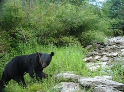 Image of Asiatic black bear