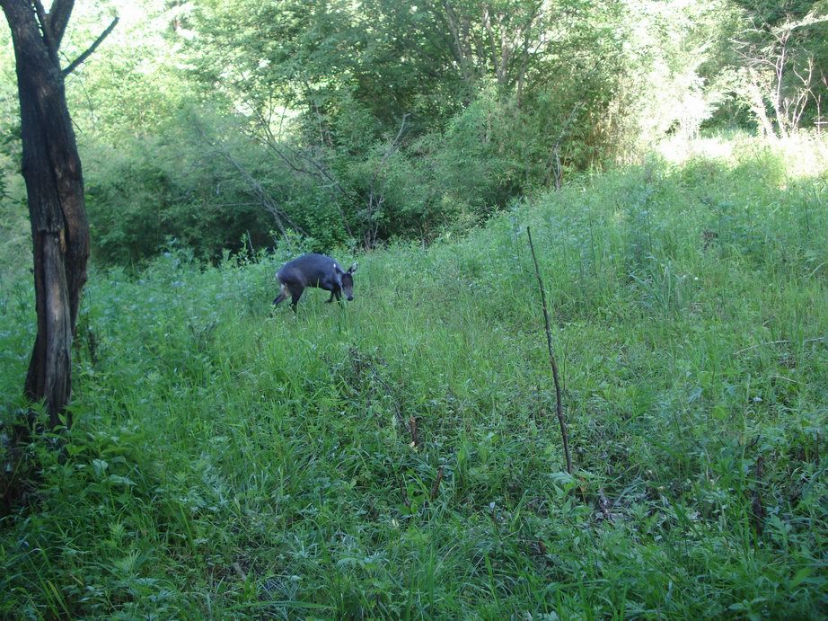 Image of Tufted Deer