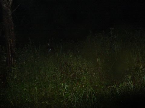 Image of Chinese Forest Musk Deer